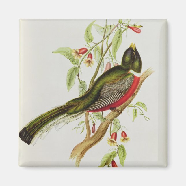 Trogon Ambiguus Magnet (Front)