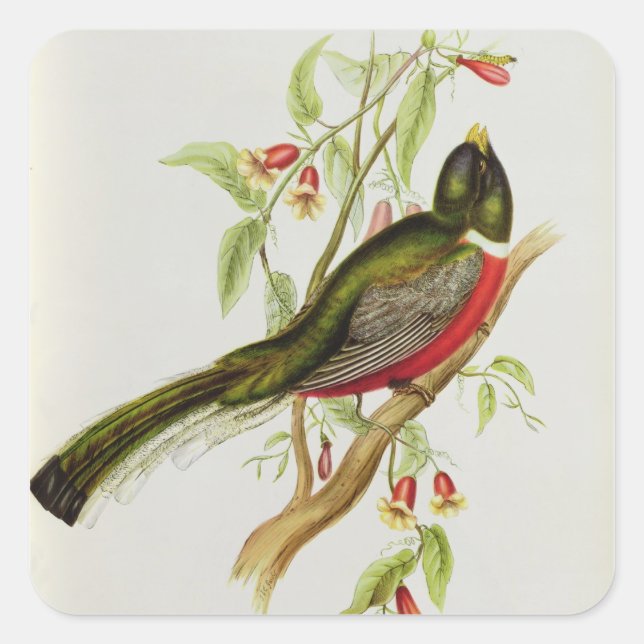 Trogon Ambiguus Square Sticker (Front)