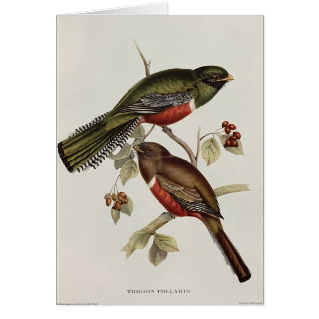 Trogon Collaris (Front)