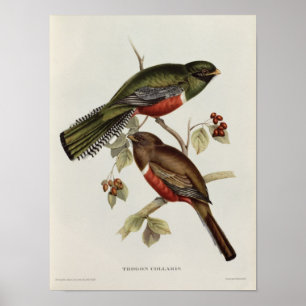 Trogon Collaris Poster