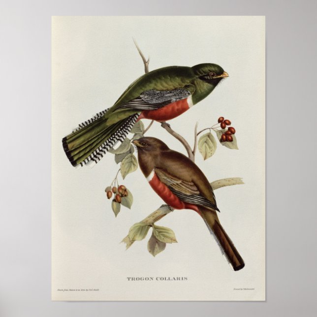 Trogon Collaris Poster (Front)