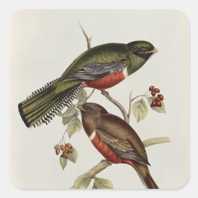 Trogon Collaris Square Sticker (Front)