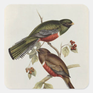 Trogon Collaris Square Sticker