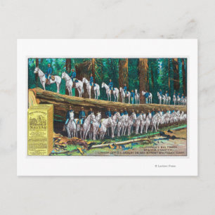 Troop I on and in front of Fallen Giant Postcard