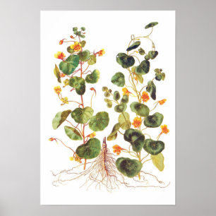 Tropaeolum majus poster