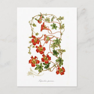 Tropaeolum speciosum postcard