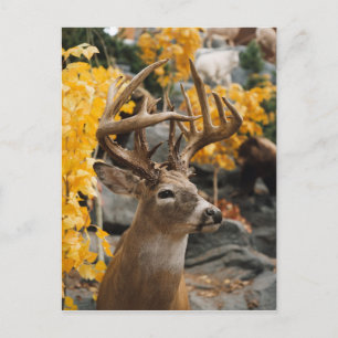 Trophy Deer Postcard