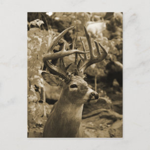 Trophy Deer Postcard