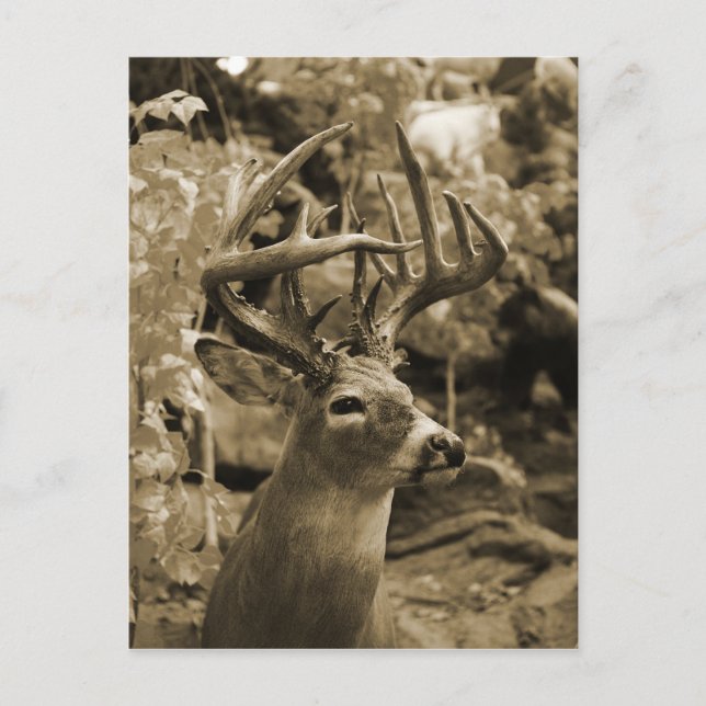 Trophy Deer Postcard (Front)