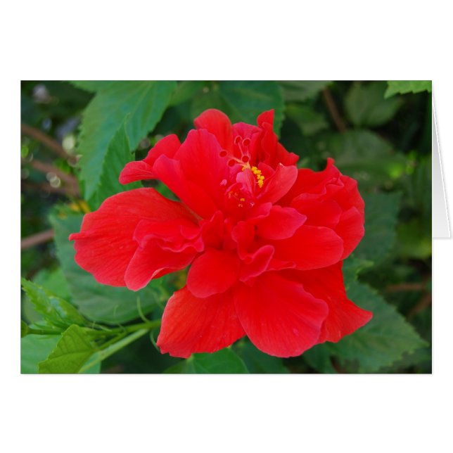 Tropi-Red (Front Horizontal)