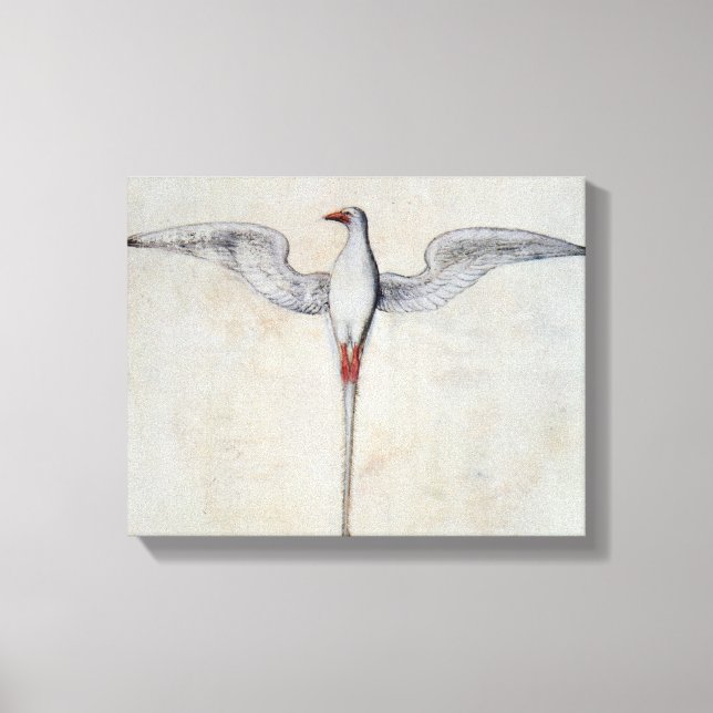 Tropic Bird Canvas Print (Front)