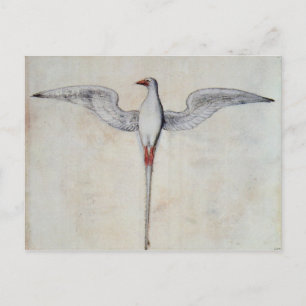 Tropic Bird Postcard
