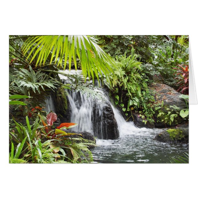 Tropical (Front Horizontal)