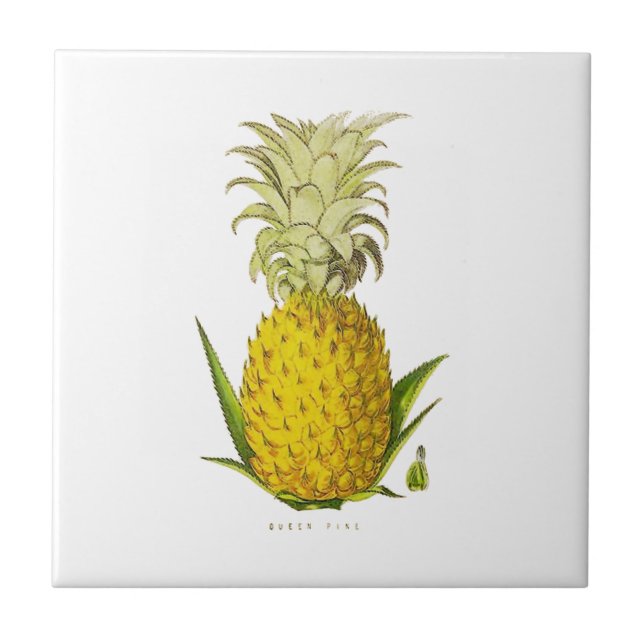 Tropical Accent Pineapple Vintage Illustration Tile (Front)