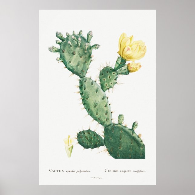 Tropical Accent Yellow Cactus Vintage Floral Poster (Front)