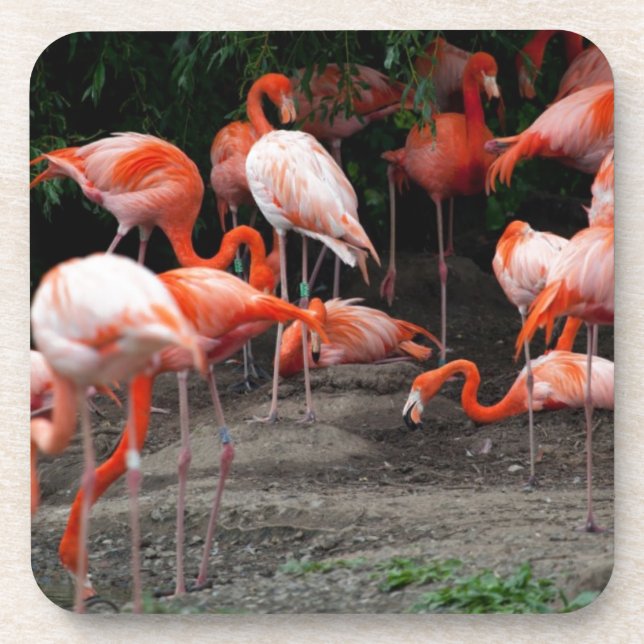 Tropical Beach Birds Destiny Flamingos Coaster (Front)