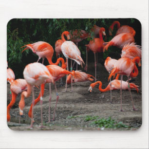 Tropical Beach Birds Destiny Flamingos Mouse Mat