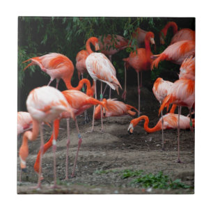 Tropical Beach Birds Destiny Flamingos Tile