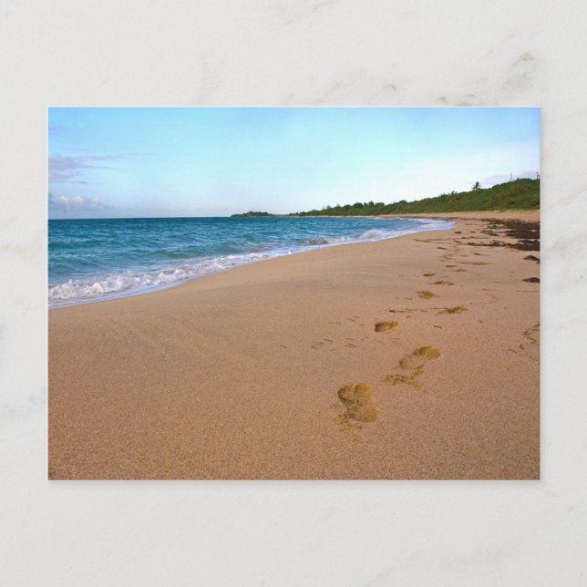 Tropical Beach Scene Postcard (Front)