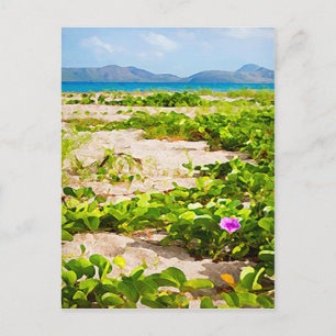 Tropical Beach wetlands and sea Postcard