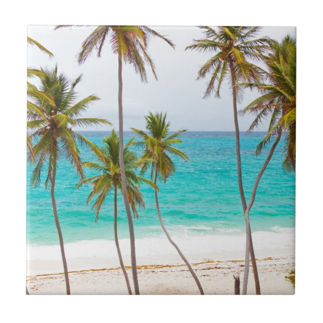 Tropical Beach with Palm Tree Tile (Front)