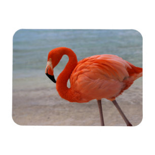 Tropical Beaches   Caribbean Flamingo, Aruba Magnet