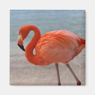 Tropical Beaches   Caribbean Flamingo, Aruba Magnet