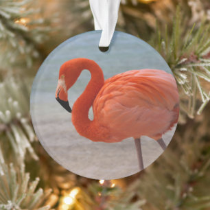 Tropical Beaches Caribbean Flamingo, Aruba Ornament