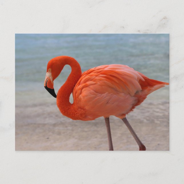 Tropical Beaches | Caribbean Flamingo, Aruba Postcard (Front)