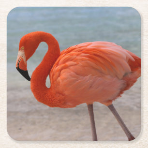 Tropical Beaches   Caribbean Flamingo, Aruba Square Paper Coaster