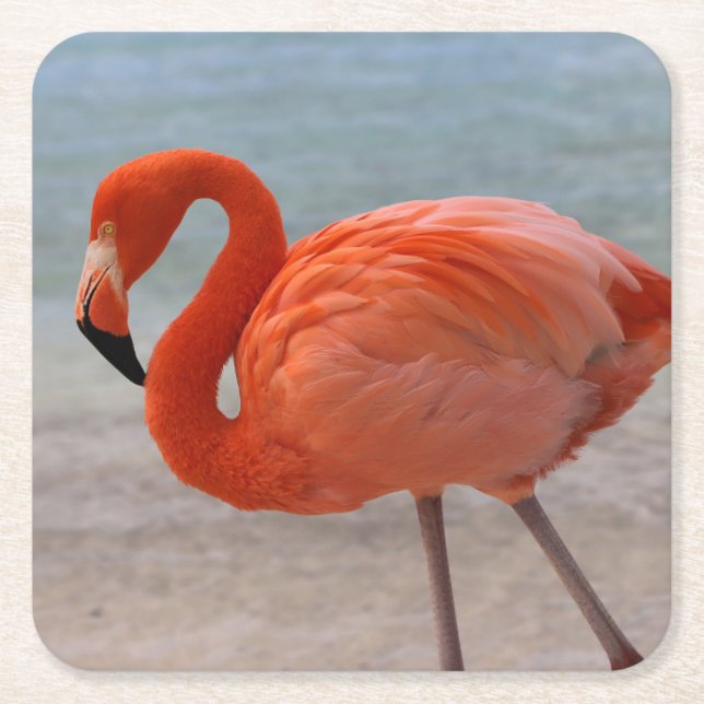 Tropical Beaches | Caribbean Flamingo, Aruba Square Paper Coaster (Front)