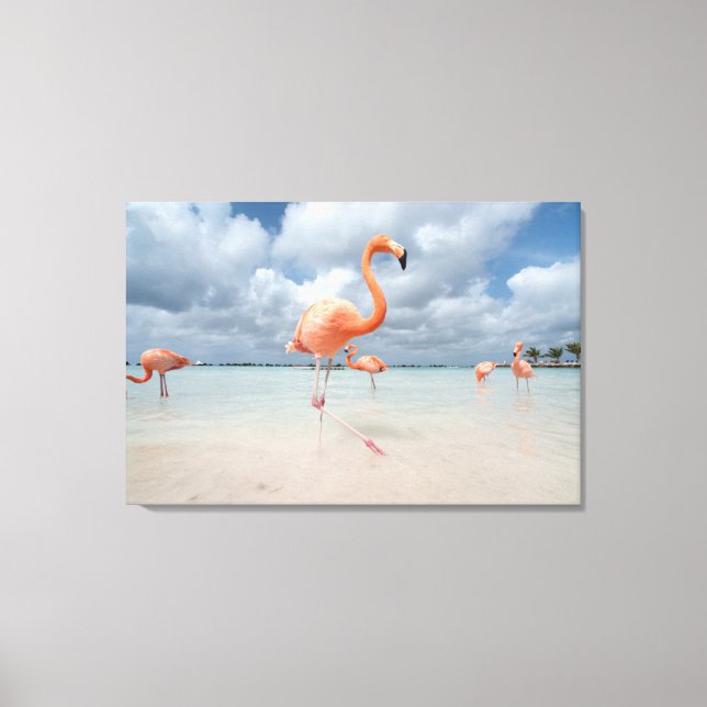 Tropical Beaches | Flamingos Beach, Aruba Canvas Print (Front)