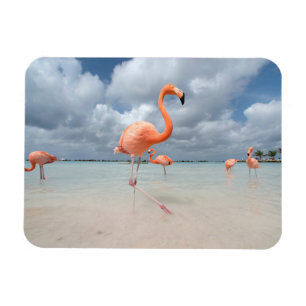 Tropical Beaches   Flamingos Beach, Aruba Magnet