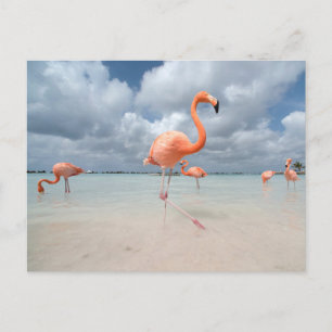 Tropical Beaches Flamingos Beach, Aruba Postcard