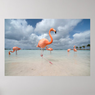Tropical Beaches   Flamingos Beach, Aruba Poster
