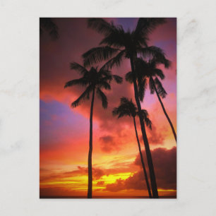 Tropical Beaches   Maui Hawaii Islands Postcard