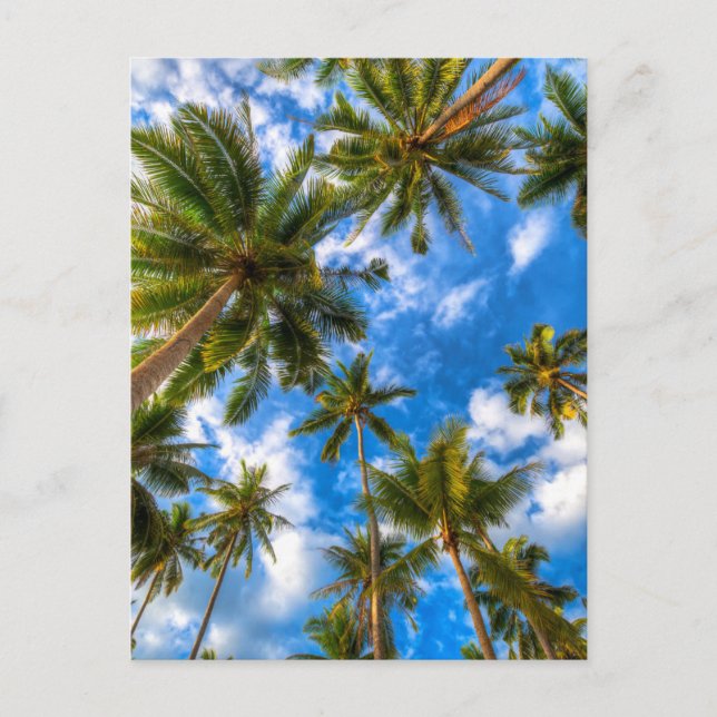 Tropical Beaches | Palm Trees on Blue Sky Postcard (Front)