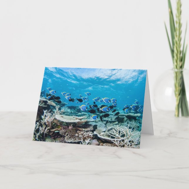 Tropical Beaches | Sturgeon Amongst Coral Card (Front)