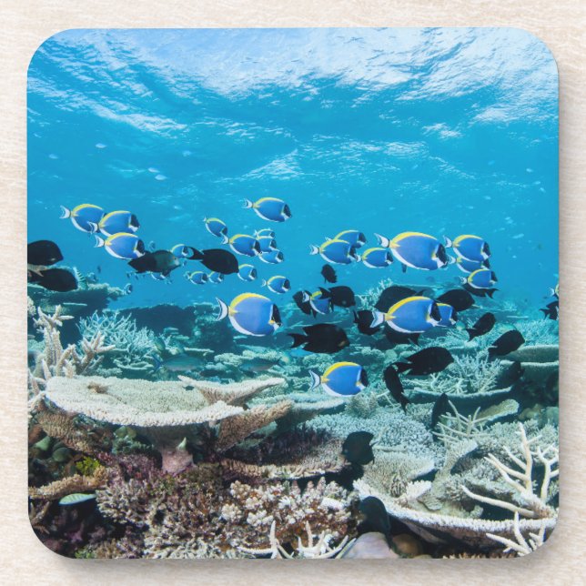 Tropical Beaches | Sturgeon Amongst Coral Coaster (Front)