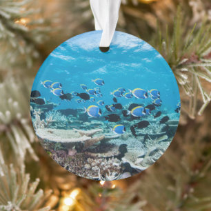 Tropical Beaches Sturgeon Amongst Coral Ornament