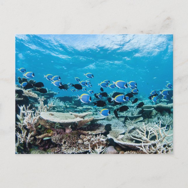 Tropical Beaches | Sturgeon Amongst Coral Postcard (Front)