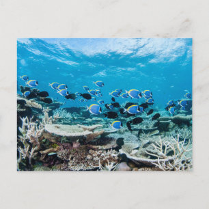 Tropical Beaches Sturgeon Amongst Coral Postcard