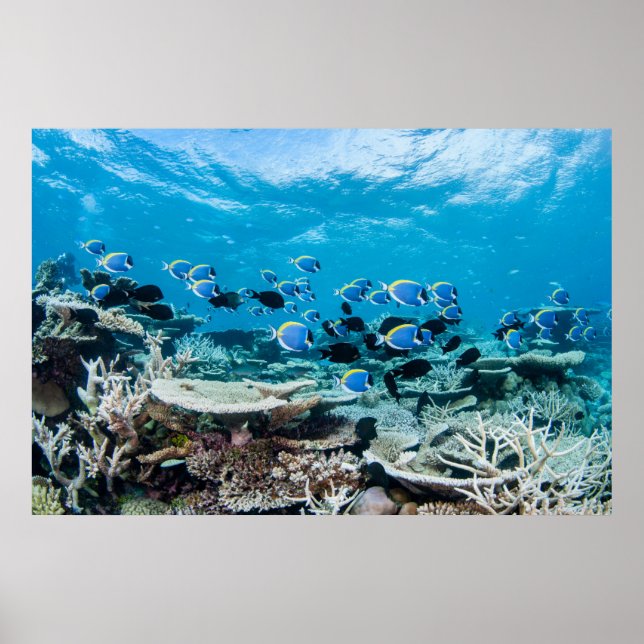 Tropical Beaches | Sturgeon Amongst Coral Poster (Front)