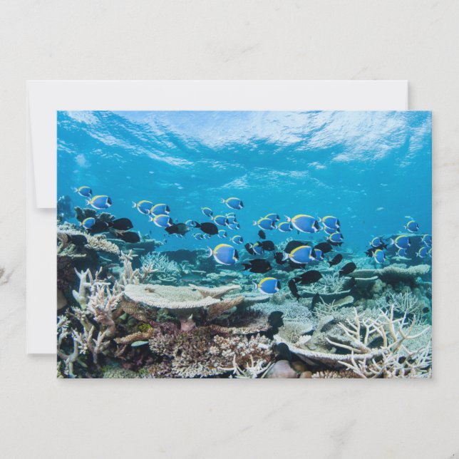 Tropical Beaches | Sturgeon Amongst Coral Thank You Card (Front)
