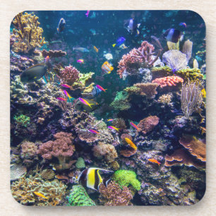 Tropical Beaches   Underwater Coral Reef Coaster