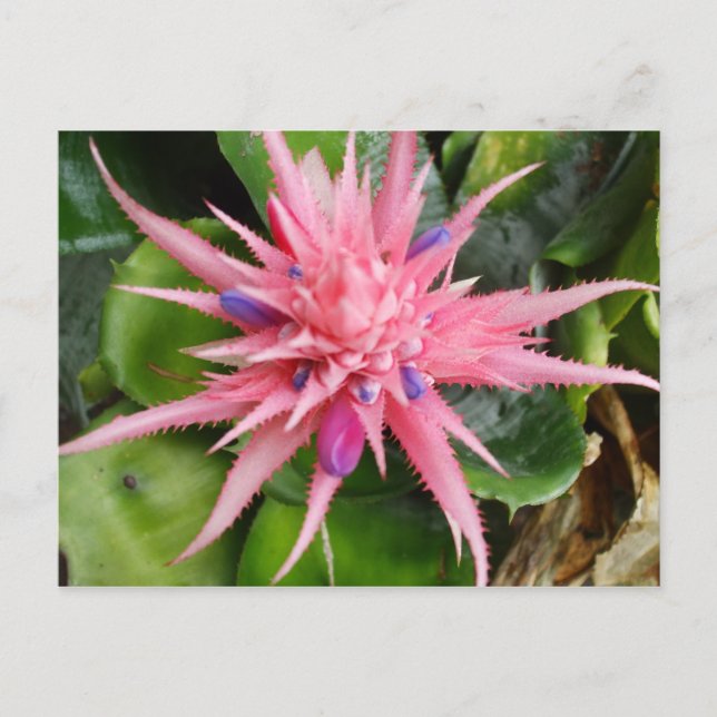 Tropical Beauty Postcard (Front)