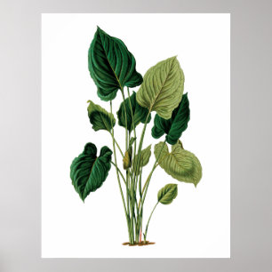 Tropical big leaves botanical print philodendron
