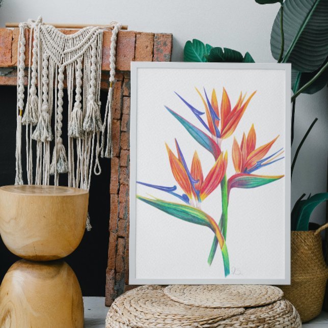 Tropical Bird Of Paradise Drawing Poster (Creator Uploaded)
