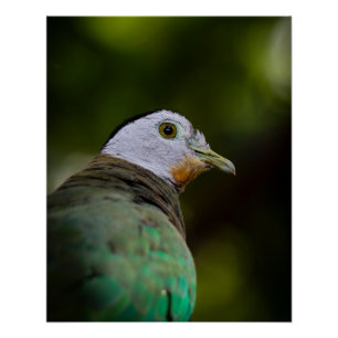 Tropical Bird Photography Portrait -  Fruit Dove Poster
