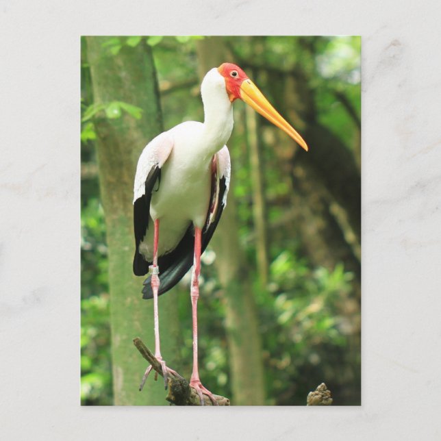 Tropical Bird Postcard (Front)